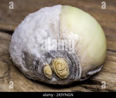 Cipolla e muffa bianca su sfondo ligneo, macro foto. Molti dettagli Foto Stock