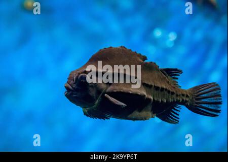 Il lumpus di Cyclopterus o i pesci del lumpsucker nuotano sotto l'acqua blu in un acquario. Foto Stock
