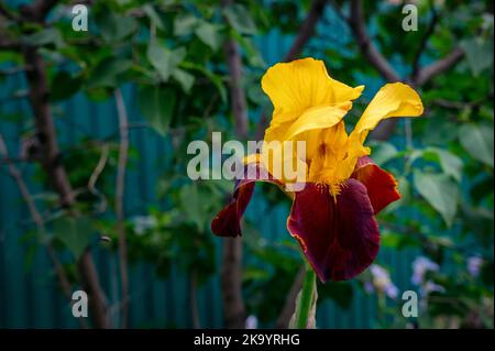 Vista del fiore giallo dell'iride del maroon su uno sfondo verde, foto ravvicinata. Foto Stock