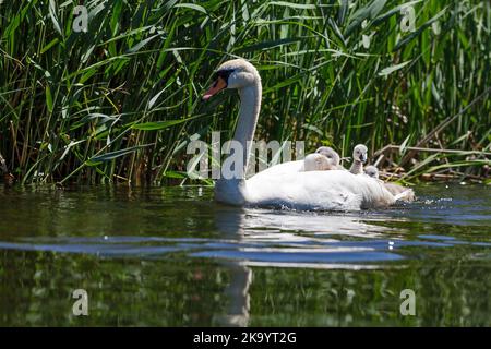 Cigno adulto che porta la sua prole Foto Stock