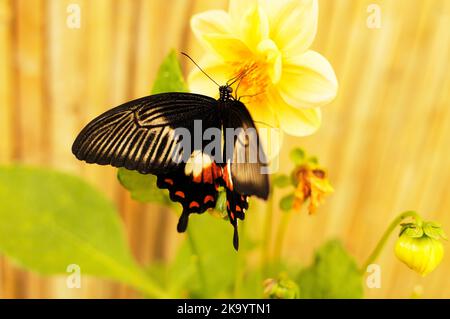 Farfalle tropicali Foto Stock