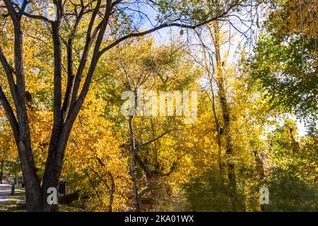 Foglie verdi e dorate all'inizio dell'autunno su Alameda Street a Santa Fe Foto Stock