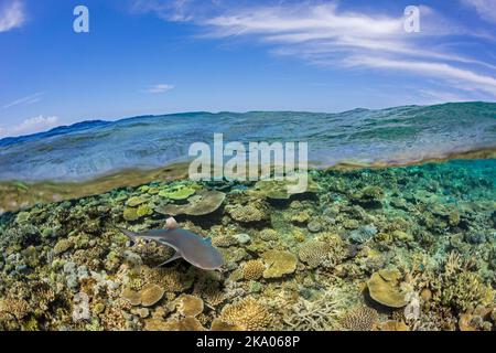Metà sopra, metà sotto la scena con una barriera corallina e uno squalo nero, Carcharhinus melanopterus, sotto, presso la barriera corallina conosciuta come Monte Mutiny nelle Fiji. Foto Stock