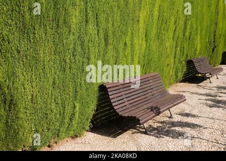 Thuja - siepe di cedro e panchine di legno in giardino ornamentale sul palazzo Alhambra terreni, Granada, Spagna. Foto Stock