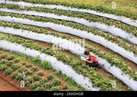 gli agricoltori utilizzano pellicole di plastica per il controllo delle erbacce in orto. Foto Stock