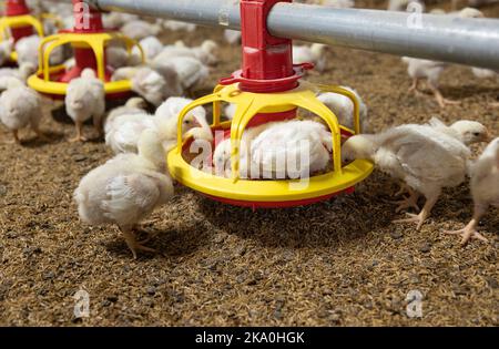 Pollo alimentazione automatica in fattoria vicino, temperatura e controllo della luce, Thailandia. Foto Stock