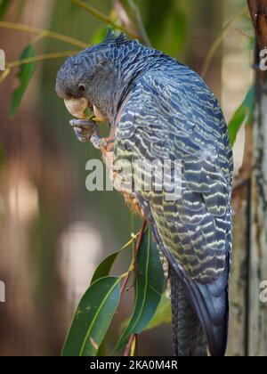 Un primo piano ritratto di un winsome bella femmina Gang-Gang Cockatoo in bellezza naturale. Foto Stock