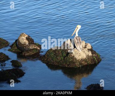 Un pellicano marrone adulto riposa su una roccia guardata da una foca del porto, Monterey Bay. Foto Stock