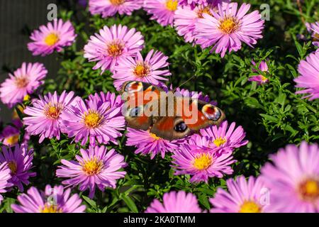 Aglais io o la farfalla europea di pavone seduto sul fiore Symphyotrichum novi-belgii o New York aster. Foto Stock