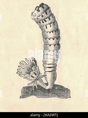 Antica illustrazione incisa della medusa comune - ciclo di vita della medusa - Polyp, Strobila. Illustrazione vintage della medusa lunare - ciclo di vita della medusa - polipo, Strobila Vecchia immagine incisa della gelatina lunare. Illustrazione del libro pubblicata nel 1907. Foto Stock