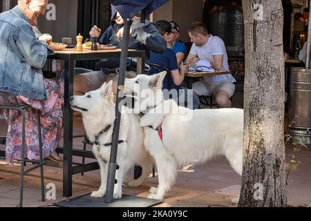 Brisbane, Queensland, Australia - 2022 agosto: Due cani bianchi Husky che cercano al loro proprietario per un ossequio mentre mangia in un ristorante all'aperto nel cit Foto Stock