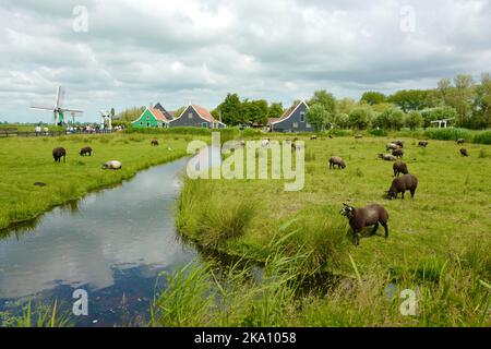 Sheps in Zaanse Schans nei Paesi Bassi Foto Stock