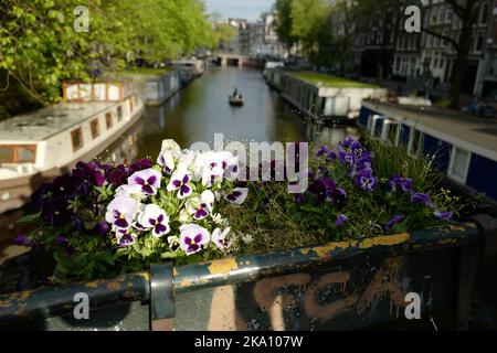 Bianco e viola Forget Me Not Flowers su un ponte di Amsterdam Foto Stock