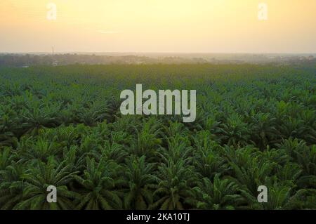 Vista aerea della piantagione di palme verdi durante l'alba Foto Stock