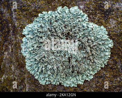 Lichen Lecanora muralis cresce su superficie di pietra Foto Stock