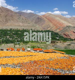 Panorama luminoso e colorato della raccolta di albicocche secche con montagne di arance sullo sfondo, valle del fiume Zeravshan, Aini, Sughd, Tagikistan Foto Stock