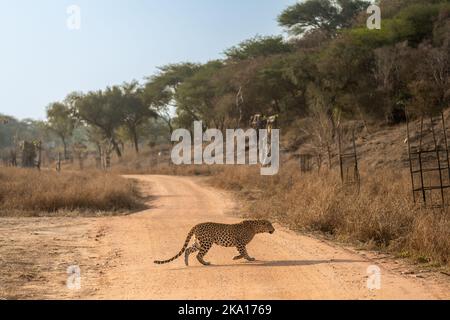 indiano selvaggio maschio leopardo o pantera o panthera pardus fusca profilo laterale in corsa attraversando percorso foresta all'aperto fauna selvatica safari jhalana jaipur Foto Stock