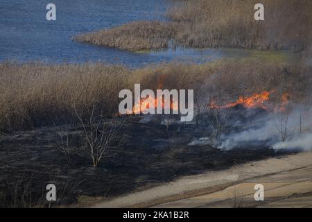 Bucarest, Romania - 5 aprile 2022: Fuoco di vegetazione nel parco di Vacaresti natura di riserva Foto Stock
