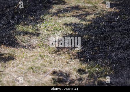 Profondità di campo bassa (fuoco selettivo) dettagli con vegetazione bruciata in seguito a un incendio. Foto Stock