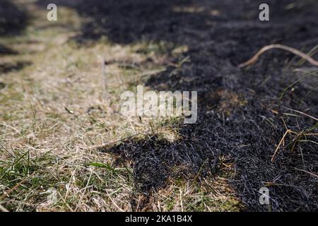 Profondità di campo bassa (fuoco selettivo) dettagli con vegetazione bruciata in seguito a un incendio. Foto Stock