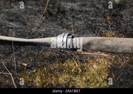 Profondità di campo bassa (fuoco selettivo) dettagli con un tubo di acqua pompiere sulla vegetazione bruciata in seguito a un incendio. Foto Stock