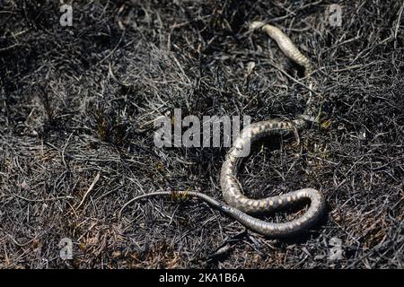 Profondità di campo bassa (fuoco selettivo) dettagli con un serpente morto sulla vegetazione bruciata nel periodo successivo a un incendio. Foto Stock