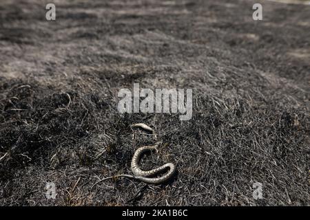 Profondità di campo bassa (fuoco selettivo) dettagli con un serpente morto sulla vegetazione bruciata nel periodo successivo a un incendio. Foto Stock