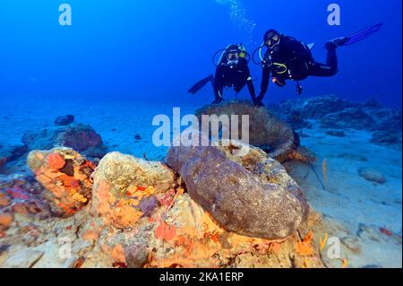 Biologi marini che ispezionano spugne giganti di 40-50 anni in Gokova Bay Marine Protected Area Turchia Foto Stock