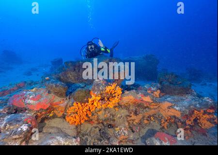 Biologi marini che ispezionano spugne giganti di 40-50 anni in Gokova Bay Marine Protected Area Turchia Foto Stock