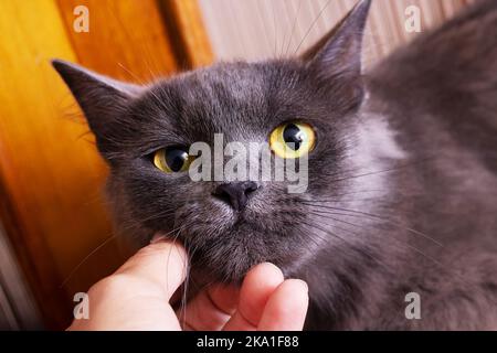 La mano graffia il mento di un gatto grigio primo piano Foto Stock