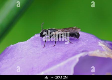 Primo piano colorato su una piccola ape di falegname di garofano, Chelostoma campanularum, in un geranio pirenaicum viola Foto Stock