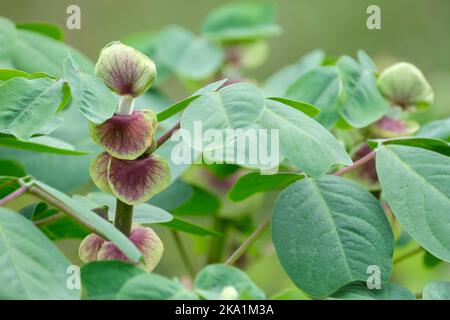 Amicia zygomeris, Amicia, Amicia-lievito. Legnoso-perenne con verde. Foglietti a forma di cuore venati viola Foto Stock