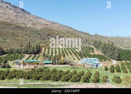 CITRUSDAL, SUD AFRICA - 9 SETTEMBRE 2022: Un allevamento di agrumi sulla strada R303 vicino a Citrusdal nella provincia del Capo Occidentale Foto Stock