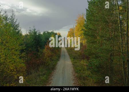 Una vasta pianura coperta da una foresta mista di conifere. Al centro c'è una strada sterrata. E' autunno, le foglie sono gialle e marroni. Foto Stock