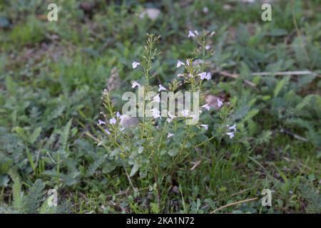 Clinopodium mentifolium subsp. Mentifolium, Calamintha sylvatica, legno calamint, Lamiaceae. Una pianta selvatica sparata in autunno. Foto Stock