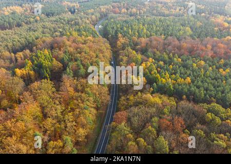 Una vasta pianura coperta da una foresta mista di conifere. Una strada asfaltata corre al centro. E' autunno, le foglie sono gialle e marroni. Foto Stock