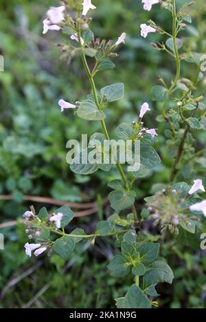 Clinopodium mentifolium subsp. Mentifolium, Calamintha sylvatica, legno calamint, Lamiaceae. Una pianta selvatica sparata in autunno. Foto Stock