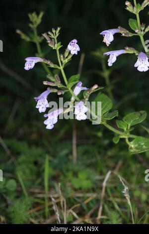 Clinopodium mentifolium subsp. Mentifolium, Calamintha sylvatica, legno calamint, Lamiaceae. Una pianta selvatica sparata in autunno. Foto Stock