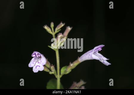 Clinopodium mentifolium subsp. Mentifolium, Calamintha sylvatica, legno calamint, Lamiaceae. Una pianta selvatica sparata in autunno. Foto Stock