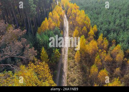 Una vasta pianura coperta da una foresta mista di conifere. Al centro c'è una strada sterrata. E' autunno, le foglie sono gialle e marroni. Foto Stock