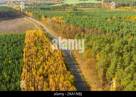 Una vasta pianura coperta da una foresta mista di conifere. Una strada asfaltata corre al centro. E' autunno, le foglie sono gialle e marroni. Foto Stock