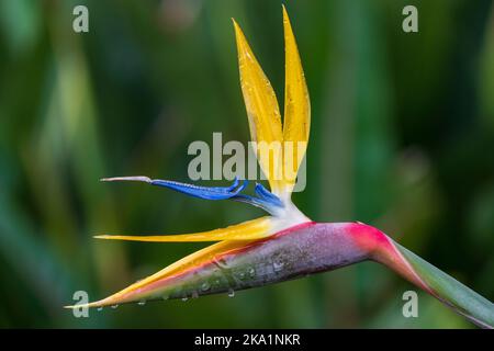 La Strelitzia d'oro di Mandela, la Strelitzia gialla o il fiore giallo della gru (Strelitzia reginae). Città del Capo. Capo Occidentale, Sudafrica. Foto Stock