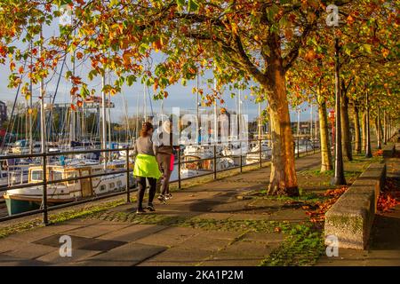 Preston, Lancashire. UK Weather, 31 Ott 2022. Late foglie autunnali , caduta autunnale di foglie da alberi decidui, in un caldo inizio di sole al giorno a nord-ovest come il sole sorge sopra Preston Docks. Le temperature miti continuano mentre i residenti locali godono di una leggera attività fisica lungo il Riverside Walk, parte della Navigation Way nei Docklands. Credit; MediaWorldImages/AlamyLiveNews Foto Stock