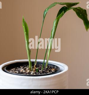 Primo piano di una variegata Aspidistra elatior ‘Via Lattea’ con nuove foglie. Foto Stock