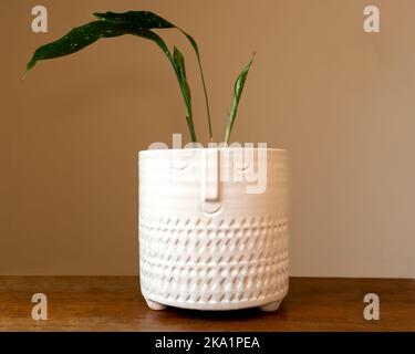 Primo piano di una variegata Aspidistra elatior ‘Via Lattea’ in una pentola bianca con nuove foglie srotolanti Foto Stock