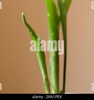 Primo piano di nuove foglie su una variegata Aspidistra elatior ‘Via Lattea’ che si stacca Foto Stock