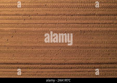 Vista dall'alto di piccoli germogli di mais in campo con impronte di caprioli nel terreno, paesaggio coltivato dall'alto Foto Stock