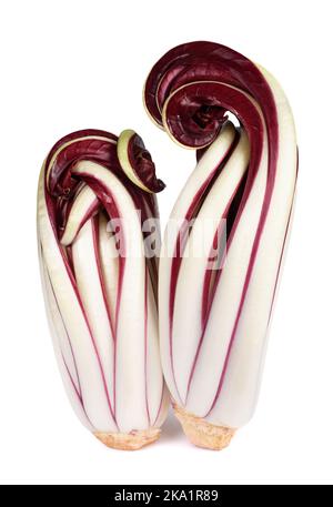 Radicchio Rosso radicchio di Treviso isolato su bianco Foto Stock