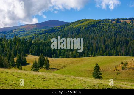 paesaggio rurale transcarpaziano. alberi e prati erbosi sulle colline ai piedi del crinale borzhava montagna. caldo sole nel mese di settembre Foto Stock