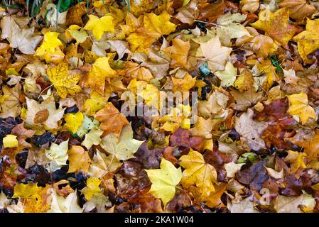 Primo piano di un misto di foglie autunnali cadute sul terreno boscoso Foto Stock